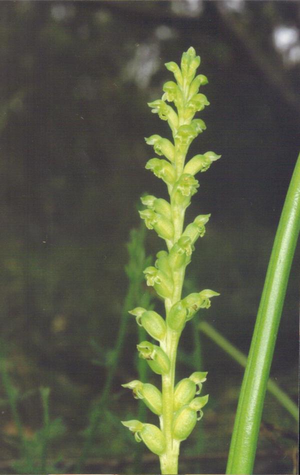 Microtis frutetorum